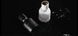 Perfume with pheromones PheroStrong Pheromone Elixir for men, 50 ml